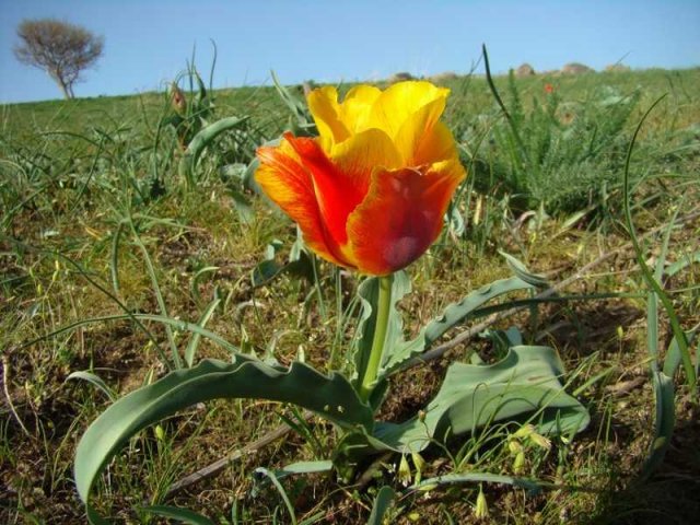 Флора Южного Казахстана